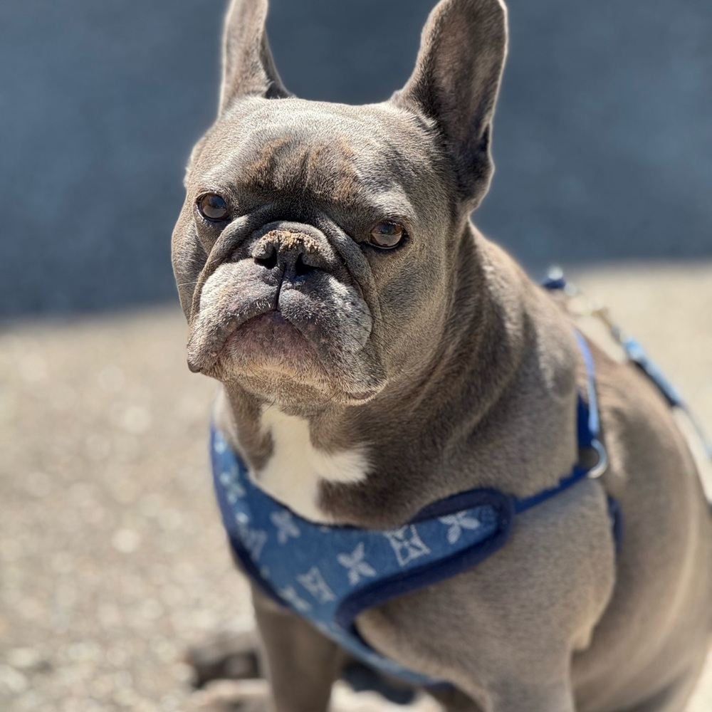 Blue Dog Harness and matching Leash L V patterns